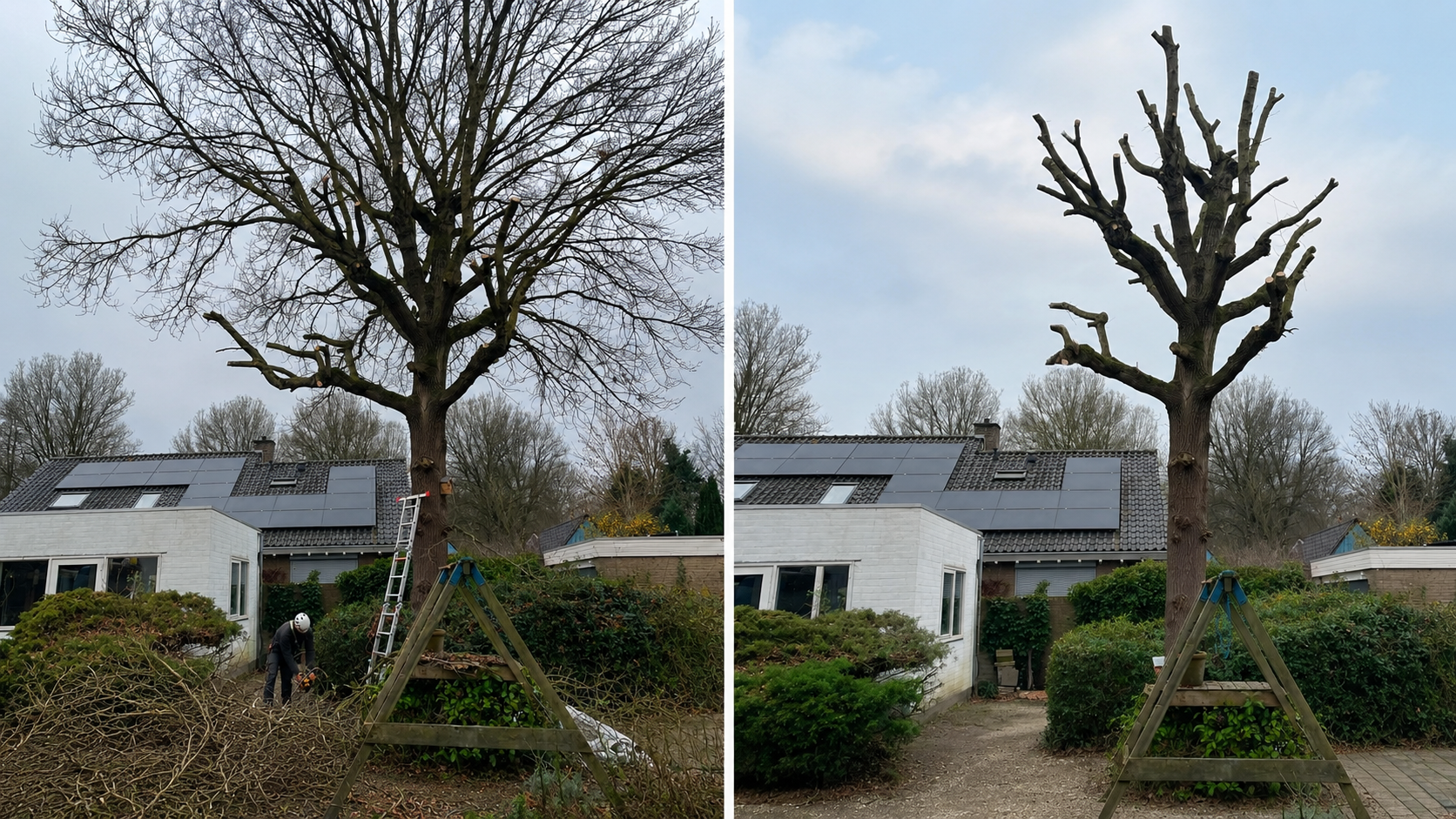 Boomonderhoud voor en na, Riet-Poel Hoveniers