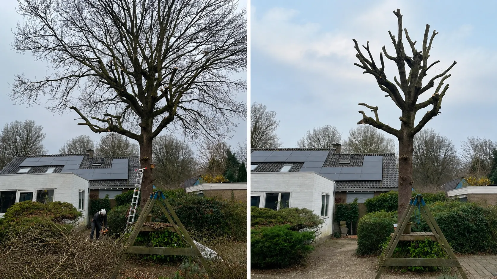 Boomonderhoud voor en na, Riet-Poel Hoveniers