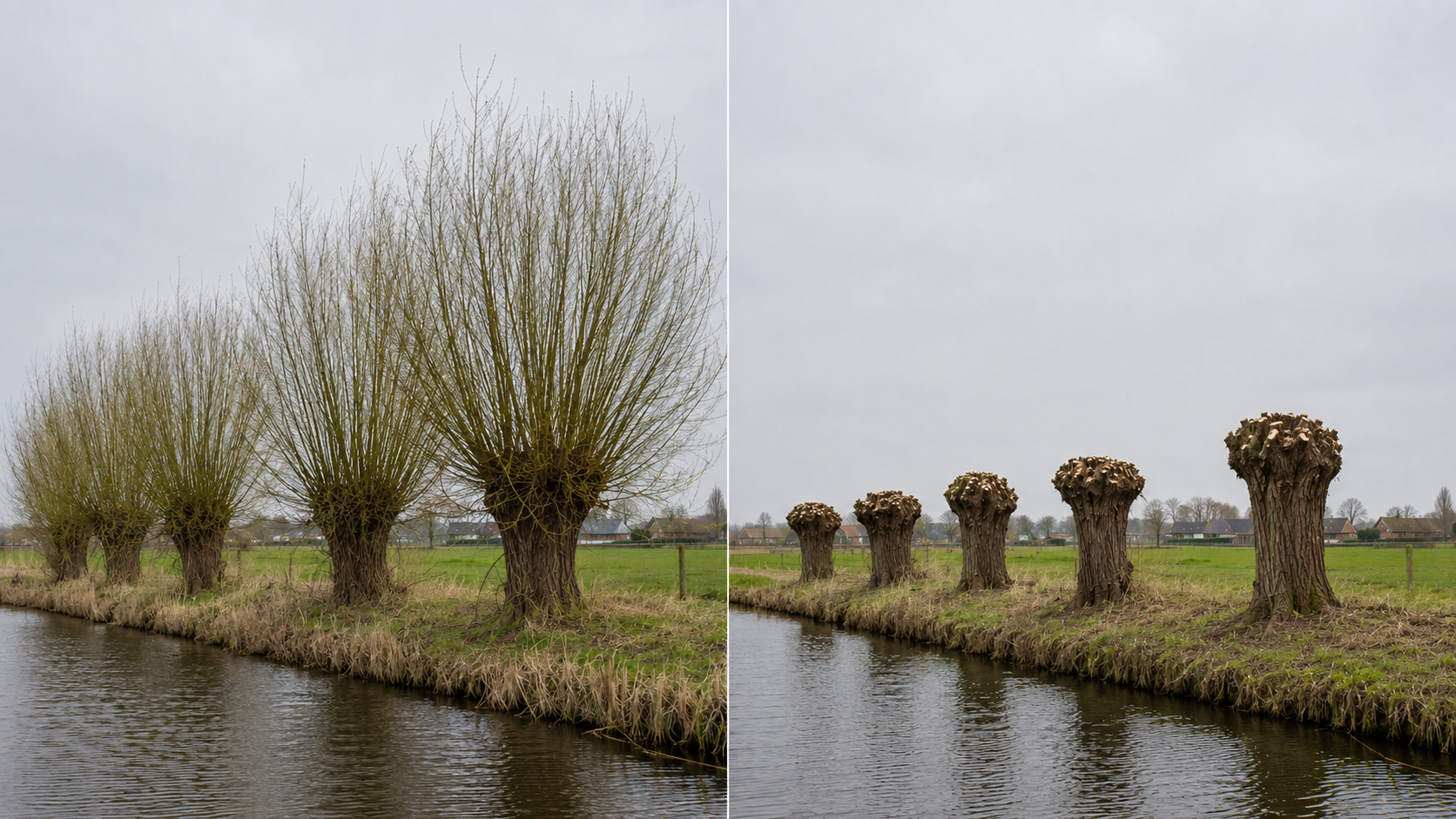 Knotwilgen knotten voor en na, Riet-Poel Hoveniers